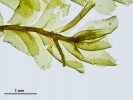 Plagiochila heterophylla