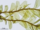 Plagiochila heterophylla