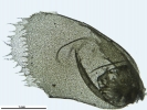 Plagiochila heterophylla