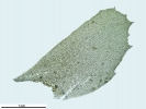 Plagiochila heterophylla