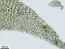 Plagiochila heterophylla