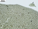 Plagiochila heterophylla