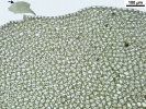 Plagiochila heterophylla
