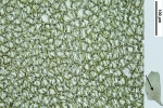 Plagiochila heterophylla