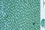 Plagiochila heterophylla