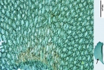 Plagiochila heterophylla