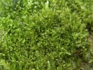 Plagiochila exigua