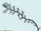 Plagiochila exigua