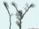 Plagiochila exigua