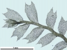 Plagiochila exigua