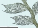 Plagiochila exigua
