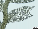 Plagiochila exigua