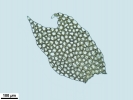 Plagiochila exigua