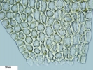 Plagiochila exigua