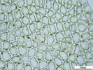 Plagiochila exigua