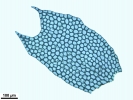 Plagiochila exigua