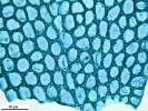 Plagiochila exigua