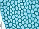 Plagiochila exigua