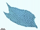 Plagiochila exigua