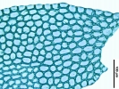 Plagiochila exigua