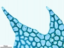 Plagiochila exigua
