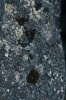 Didymodon subandreaeoides
