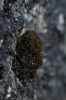 Didymodon subandreaeoides