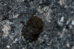 Didymodon subandreaeoides