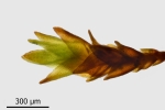 Didymodon subandreaeoides