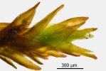 Didymodon subandreaeoides