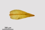 Didymodon subandreaeoides