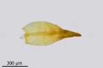 Didymodon subandreaeoides