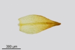 Didymodon subandreaeoides