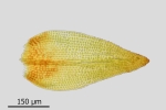 Didymodon subandreaeoides