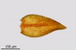 Didymodon subandreaeoides