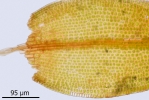 Didymodon subandreaeoides