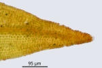Didymodon subandreaeoides