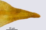 Didymodon subandreaeoides