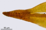Didymodon subandreaeoides