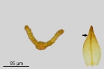 Didymodon subandreaeoides