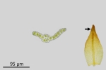 Didymodon subandreaeoides