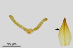 Didymodon subandreaeoides