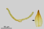Didymodon subandreaeoides
