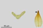 Didymodon subandreaeoides
