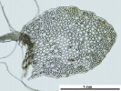 Mylia taylorii