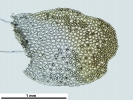 Mylia taylorii