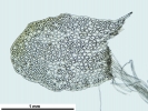 Mylia taylorii
