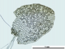 Mylia taylorii