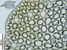 Mylia taylorii