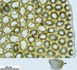 Mylia taylorii